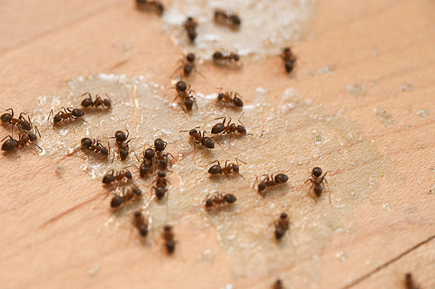Best Pest Prevention Services  in Morgans Point Resort, TX
